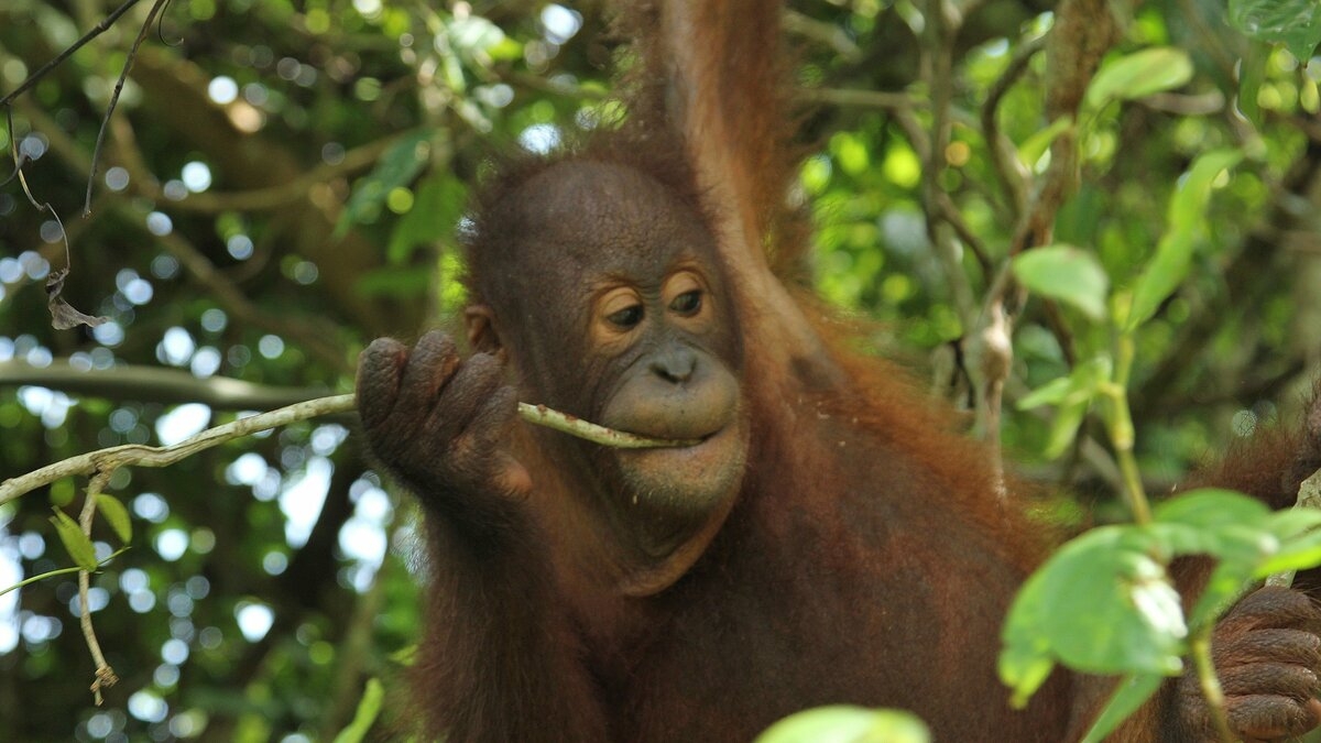 Meet the Orangutans