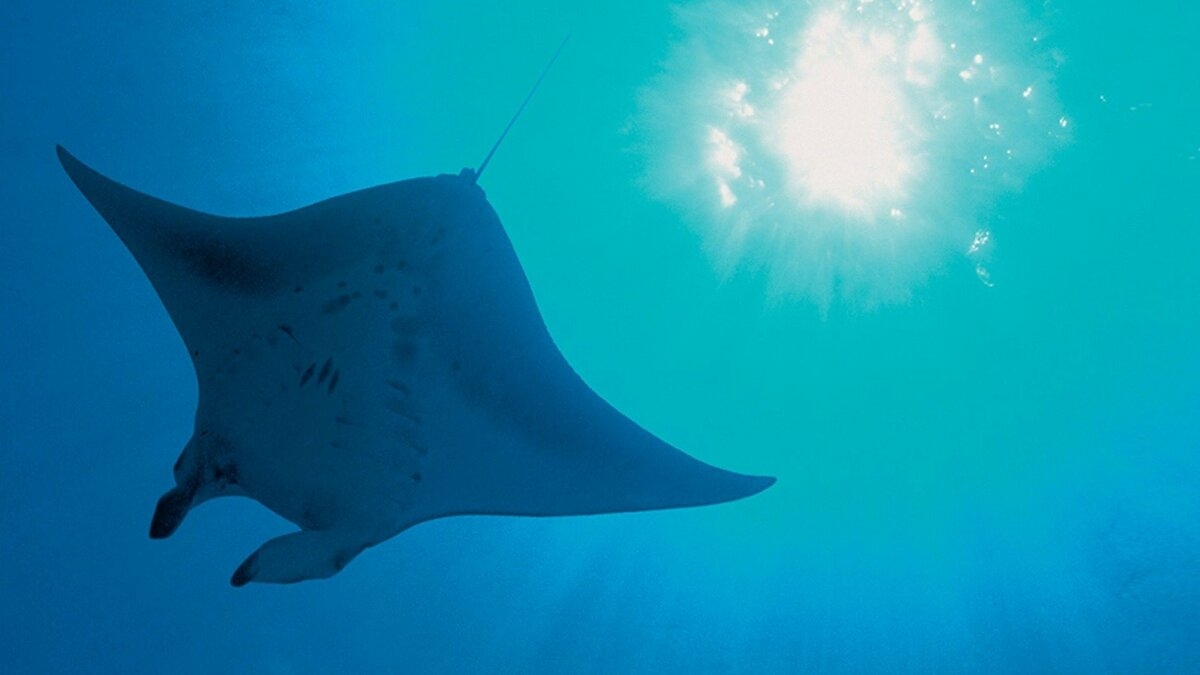 Planet Earth: The Blue Planet