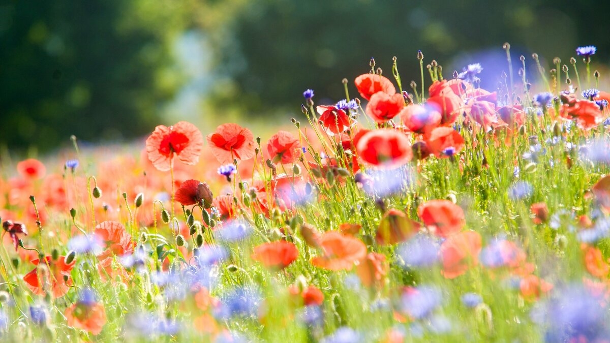 Spring Meadow