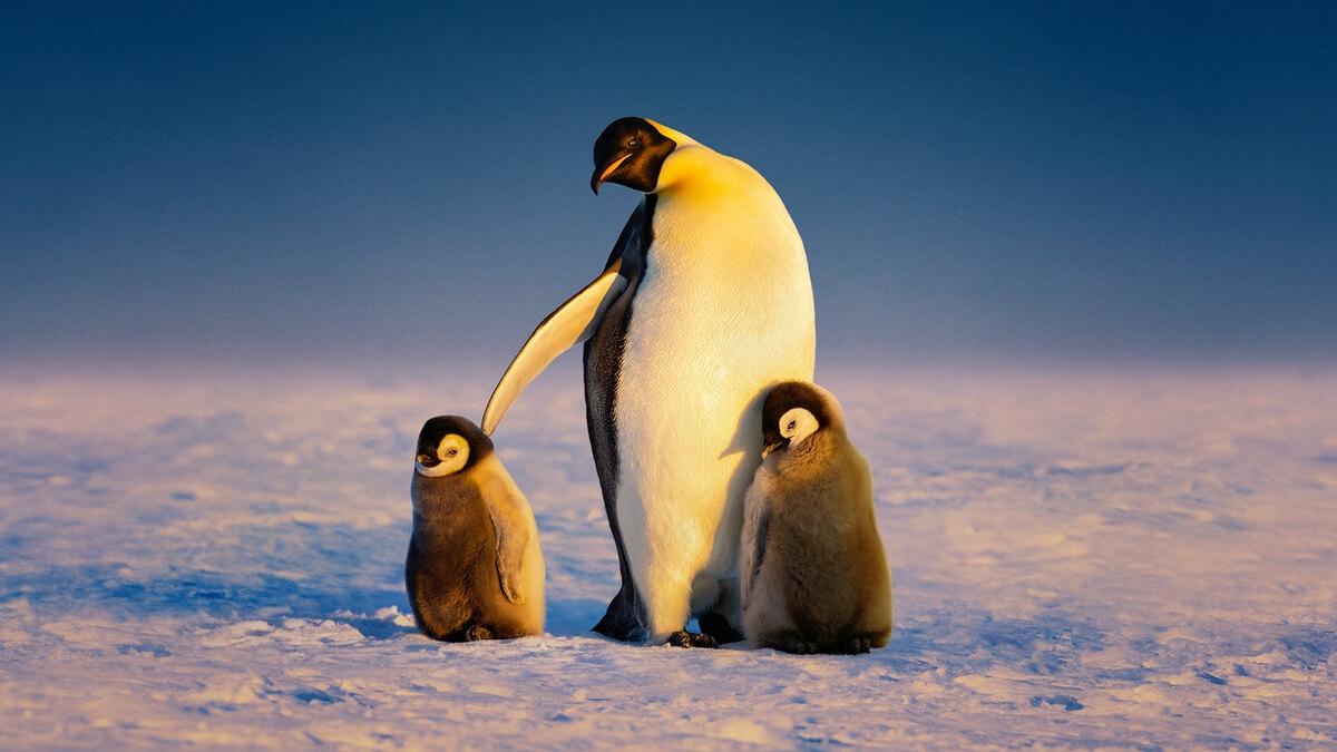 Secrets of the Penguins
