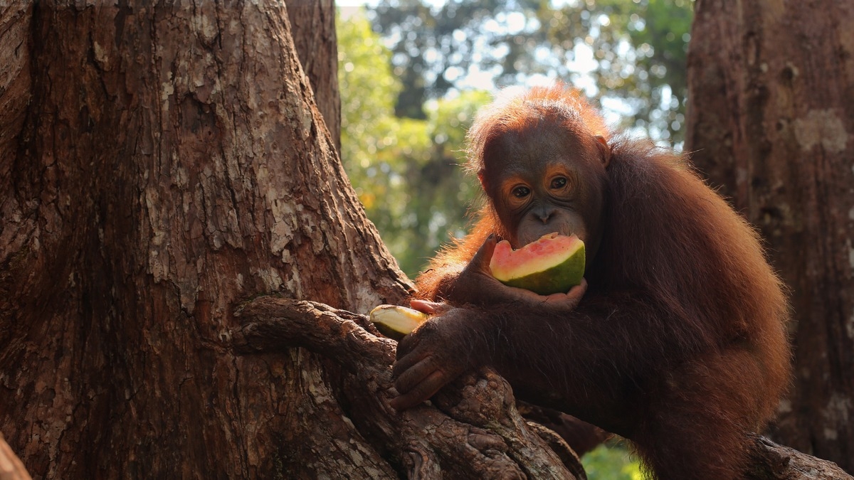 Orangutan Jungle School