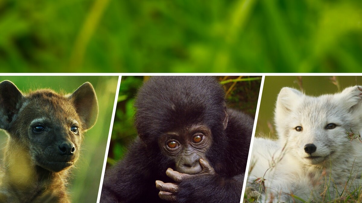 Animal Babies: First Year on Earth