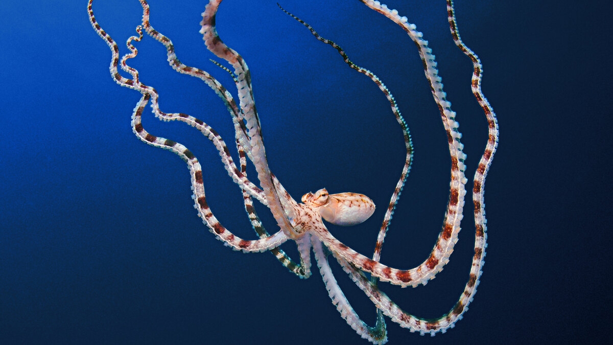 Secrets of the Octopus