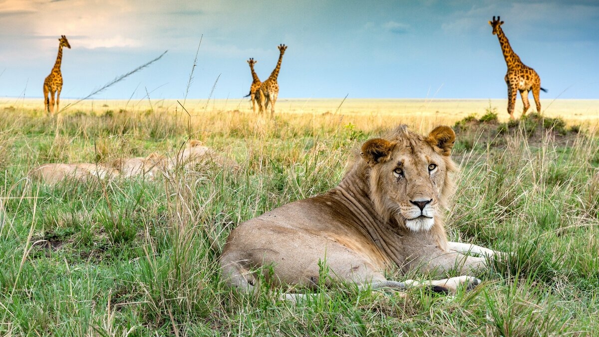 Big Cat Tales: More From the Mara Region