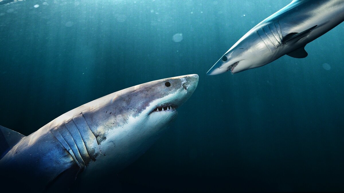 Clash of Killers: Great White vs Mako