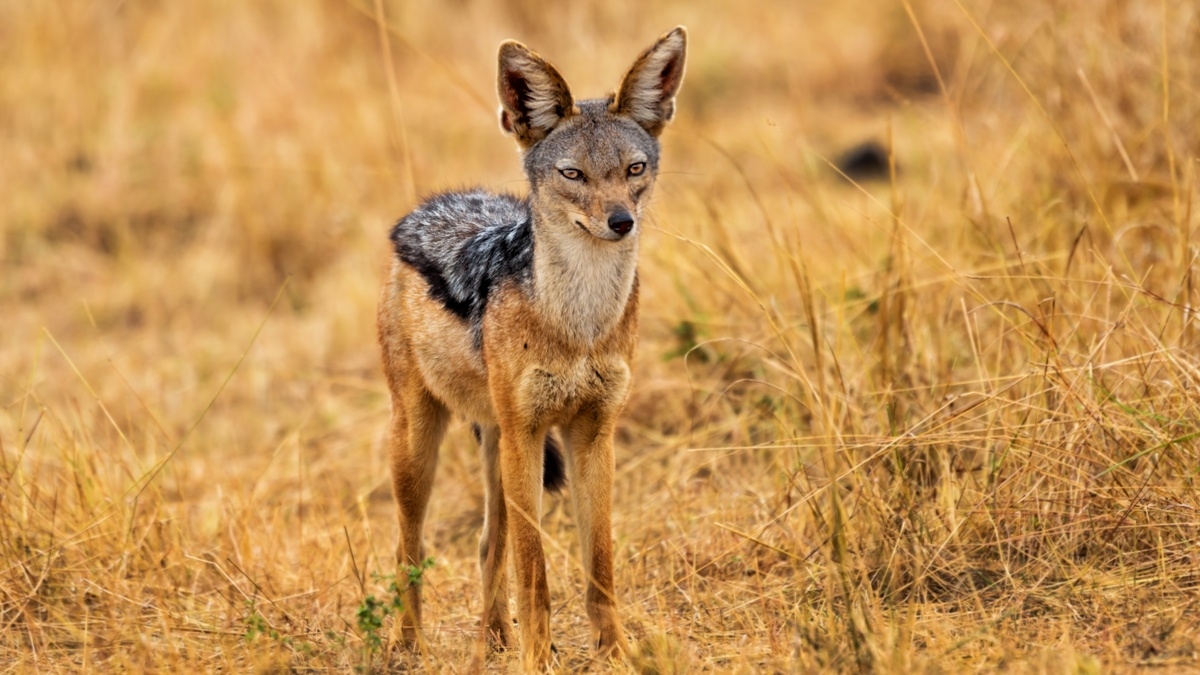 Epic Animal Patagonia: Extras