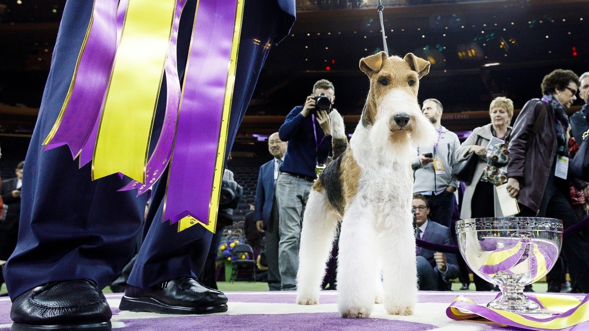 149th Westminster Kennel Club Dog Show