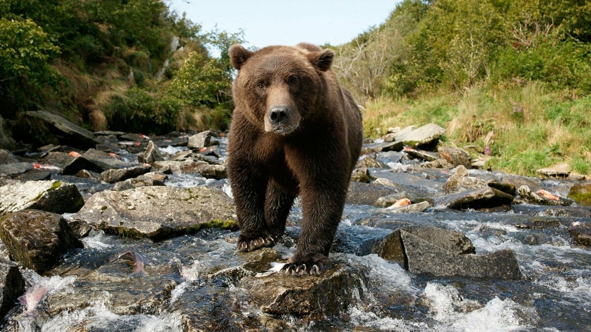 Alone among Grizzlies with Richard Terry