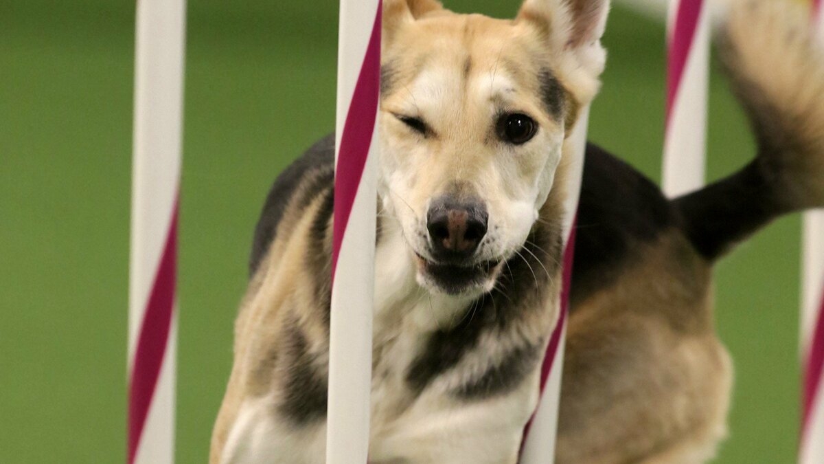 The Masters Agility Championship at Westminster