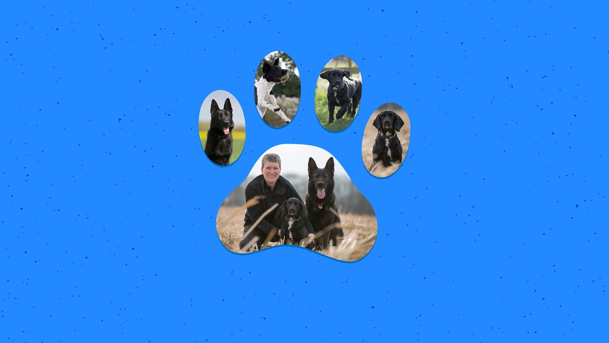 Dog Detectives